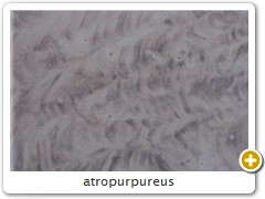 atropurpureus